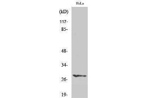 Western Blotting (WB) image for anti-Hairy and Enhancer of Split 6 (HES6) (N-Term) antibody (ABIN3184997) (HES6 抗体  (N-Term))
