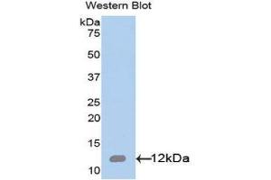 Western Blotting (WB) image for anti-Interleukin 8 (IL8) (AA 28-99) antibody (ABIN1172231) (IL-8 抗体  (AA 28-99))