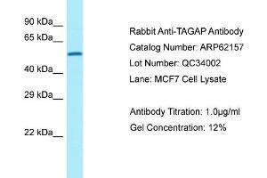 Western Blotting (WB) image for anti-T-Cell Activation rho GTPase-Activating Protein (TAGAP) (C-Term) antibody (ABIN2789038) (TAGAP 抗体  (C-Term))