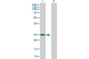 Western Blot analysis of LOC134145 expression in transfected 293T cell line by LOC134145 MaxPab polyclonal antibody. (FAM173B 抗体  (AA 1-233))