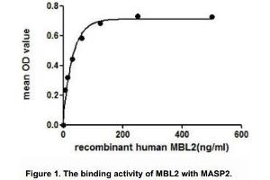 Image no. 1 for Mannose-Binding Lectin (Protein C) 2, Soluble (MBL2) (AA 130-248) (Active) protein (His tag,GST tag) (ABIN6239795)