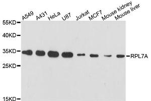Western blot analysis of extracts of various cell lines, using RPL7A antibody. (RPL7A 抗体)