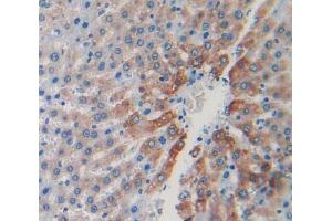 IHC-P analysis of liver tissue, with DAB staining. (CAPNL1 抗体  (AA 75-356))