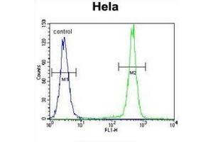 Flow cytometric analysis of Hela cells (right histogram) compared to a negative control cell (left histogram) using PCDHB10 Antibody (C-term), followed by FITC-conjugated goat-anti-rabbit secondary antibodies. (PCDHB10 抗体  (C-Term))