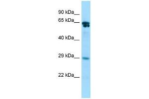 Host:  Rabbit  Target Name:  Racgap1  Sample Type:  Rat Stomach lysates  Antibody Dilution:  1. (RACGAP1 抗体  (C-Term))