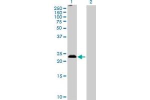 Western Blot analysis of MS4A5 expression in transfected 293T cell line by MS4A5 MaxPab polyclonal antibody. (MS4A5 抗体  (AA 1-200))