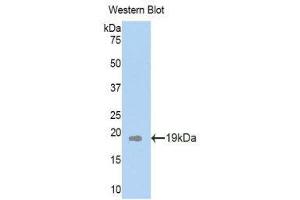 Western Blotting (WB) image for anti-Plexin B1 (PLXNB1) (AA 200-727) antibody (ABIN1860270) (PLXNB1 抗体  (AA 200-727))