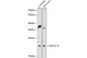 Western blot analysis of extracts of various cell lines, using DN antibody (ABIN7266822) at 1:1000 dilution. (DNAJC12 抗体  (AA 1-198))