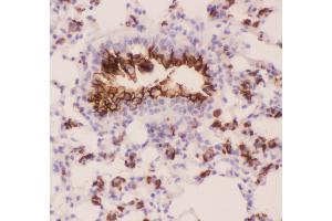 Anti-MUC1 Picoband antibody,  IHC(P): Mouse Lung Tissue (MUC1 抗体  (AA 474-630))