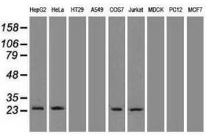 Image no. 3 for anti-Neurogenin 1 (NEUROG1) antibody (ABIN1499703) (Neurogenin 1 抗体)
