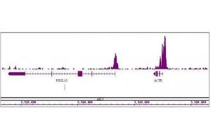 Histone H3K4me3 antibody (mAb) tested by ChIP-Seq. (Histone 3 抗体  (H3K4me3))
