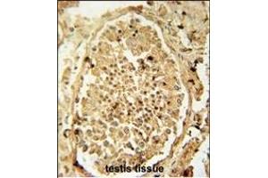 PDHA2 antibody (Center) (ABIN654713 and ABIN2844402) immunohistochemistry analysis in formalin fixed and paraffin embedded human testis tissue followed by peroxidase conjugation of the secondary antibody and DAB staining. (PDHA2 抗体  (AA 287-314))