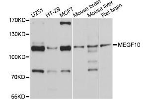 Western blot analysis of extracts of various cell lines, using MEGF10 antibody. (MEGF10 抗体)