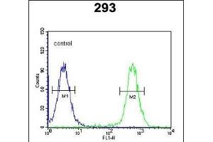 CSGALNACT2 Antibody (Center) (ABIN652723 and ABIN2842479) flow cytometric analysis of 293 cells (right histogram) compared to a negative control cell (left histogram).