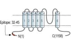 Representative domain view of the target of ABIN7885594.