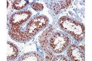 Image no. 1 for anti-Rac GTPase Activating Protein 1 (RACGAP1) (C-Term) antibody (ABIN374167) (RACGAP1 抗体  (C-Term))