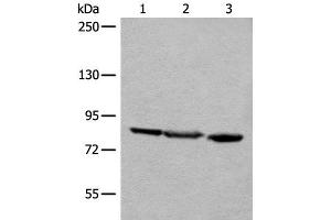 Western blot analysis of A549 Jurkat and HEPG2 cell lysates using TAGAP Polyclonal Antibody at dilution of 1:400 (TAGAP 抗体)