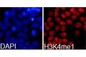 Immunofluorescence (IF) image for anti-Histone 3 (H3) (H3K4me) antibody (ABIN1872994) (Histone 3 抗体  (H3K4me))