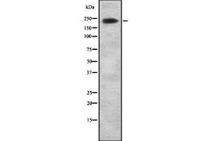 Western blot analysis of ARI1A using NIH-3T3 whole cell lysates (ARID1A 抗体  (Internal Region))