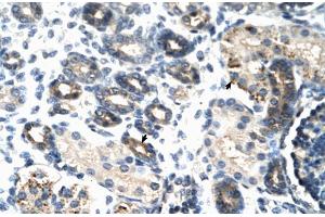 Rabbit Anti-TSC22D4 Antibody Catalog Number: ARP30107 Paraffin Embedded Tissue: Human Kidney Cellular Data: Epithelial cells of renal tubule Antibody Concentration: 4. (TSC22D4 抗体  (N-Term))