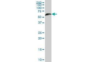 RGS6 MaxPab polyclonal antibody. (RGS6 抗体  (AA 1-472))