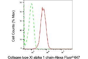 Flow cytometric analysis of Collagen type XI alpha 1 chain expression in HT- cells using Collagen type XI alpha 1 chain antibody (ABIN7798128), 1:2,000).