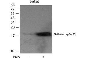 Western blot analysis of extracts from Jurkat cells untreated or treated with PMA using Stathmin 1(Phospho-Ser25) Antibody. (Stathmin 1 抗体  (pSer25))