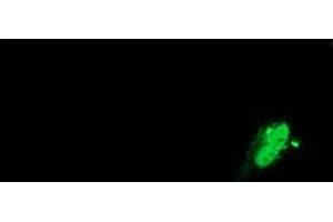 Anti-SAMHD1 mouse monoclonal antibody (ABIN2453623) immunofluorescent staining of COS7 cells transiently transfected by pCMV6-ENTRY SAMHD1 (RC206013). (SAMHD1 抗体)