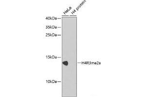 Western blot analysis of extracts of various cell lines using Asymmetric DiMethyl-Histone H4-R3 Polyclonal Antibody. (Histone H4 抗体  (H4R3me2a))
