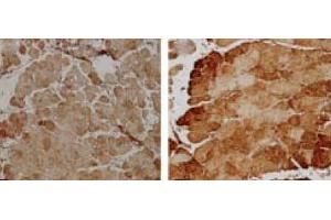 Immunohistochemistry analysis using Rabbit Anti-SOD2 Polyclonal Antibody . (SOD2 抗体  (Atto 488))