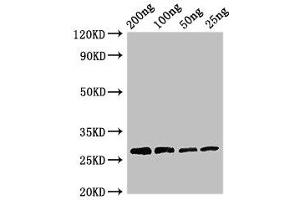 Western Blot Positive WB detected in Recombinant protein All lanes: Papain antibody at 3 μg/mL Secondary Goat polyclonal to rabbit IgG at 1/50000 dilution predicted band size: 27 kDa observed band size: 27 kDa (Papain (AA 134-345) 抗体)