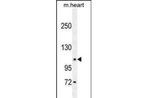 DAGLA Antibody (Center) (ABIN654218 and ABIN2844057) western blot analysis in mouse heart tissue lysates (35 μg/lane). (DAGLA 抗体  (AA 317-345))
