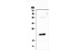 Western blot analysis of AES using anti-AES antibody (ABIN6719264).