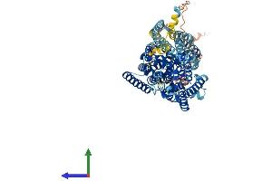 Protein Structure (PS) image for Solute Carrier Family 5 (Sodium/inositol Cotransporter), Member 11 (SLC5A11) (AA 1-675) protein (His tag) (ABIN7555361)