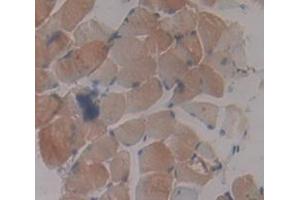 IHC-P analysis of Kidney tissue, with DAB staining. (PRKAG3 抗体  (AA 238-467))