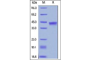 SDS-PAGE (SDS) image for Interleukin-17 A/F Heterodimer (IL-17A/F) (AA 24-155) protein (His tag,AVI tag,Biotin) (ABIN6253197)