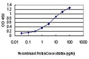 Detection limit for recombinant GST tagged PKN2 is approximately 0. (PKN2 抗体  (AA 580-679))