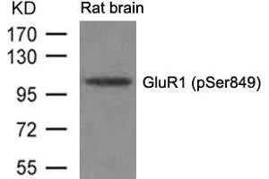 Western blot analysis of extracts from Rat brain tissue using GluR1(phospho-Ser849) Antibody. (Glutamate Receptor 1 抗体  (pSer849))