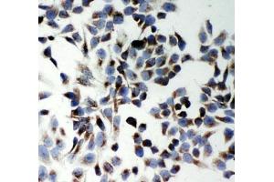 Immunocytochemistry (ICC) image for anti-KH Domain Containing, RNA Binding, Signal Transduction Associated 1 (KHDRBS1) (N-Term) antibody (ABIN3031544)