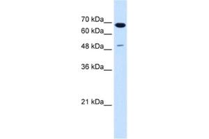 Western Blotting (WB) image for anti-Premelanosome Protein (PMEL) antibody (ABIN2463012) (Melanoma gp100 抗体)