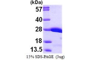 SDS-PAGE (SDS) image for V-Crk Sarcoma Virus CT10 Oncogene Homolog (Avian) (CRK) (AA 1-204) protein (His tag) (ABIN667252) (Crk Protein (AA 1-204) (His tag))