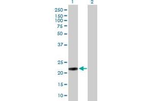 Western Blot analysis of MUTED expression in transfected 293T cell line by MUTED MaxPab polyclonal antibody. (MUTED 抗体  (AA 1-187))