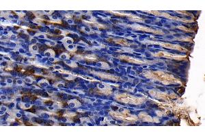 Detection of MUC5AC in Rat Stomach Tissue using Polyclonal Antibody to Mucin 5 Subtype AC (MUC5AC) (MUC5AC 抗体  (AA 2662-2755))