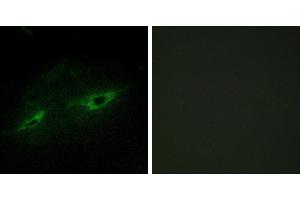 Peptide - +Immunofluorescence analysis of NIH/3T3 cells, using CDH22 antibody. (CDH22 抗体)