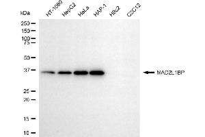 Western blotting analysis using MAD2L1BP antibody (ABIN7799320). (MAD2L1BP 抗体)