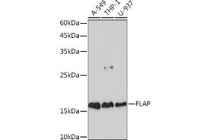 Western blot analysis of extracts of various cell lines, using FLAP Rabbit mAb (ABIN7265656) at 1:1000 dilution. (ALOX5AP 抗体)