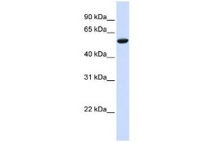 Human HeLa; WB Suggested Anti-ZNF77 Antibody Titration: 0. (ZNF77 抗体  (N-Term))