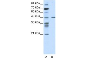 Western Blotting (WB) image for anti-Proteasome (Prosome, Macropain) 26S Subunit, ATPase, 2 (PSMC2) antibody (ABIN2461669) (PSMC2 抗体)