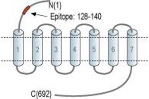 Representative domain view of the target of ABIN7884950.