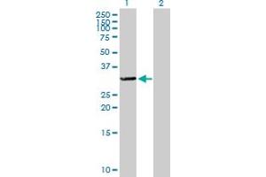 Western Blot analysis of TTC33 expression in transfected 293T cell line by TTC33 MaxPab polyclonal antibody. (TTC33 抗体  (AA 1-262))